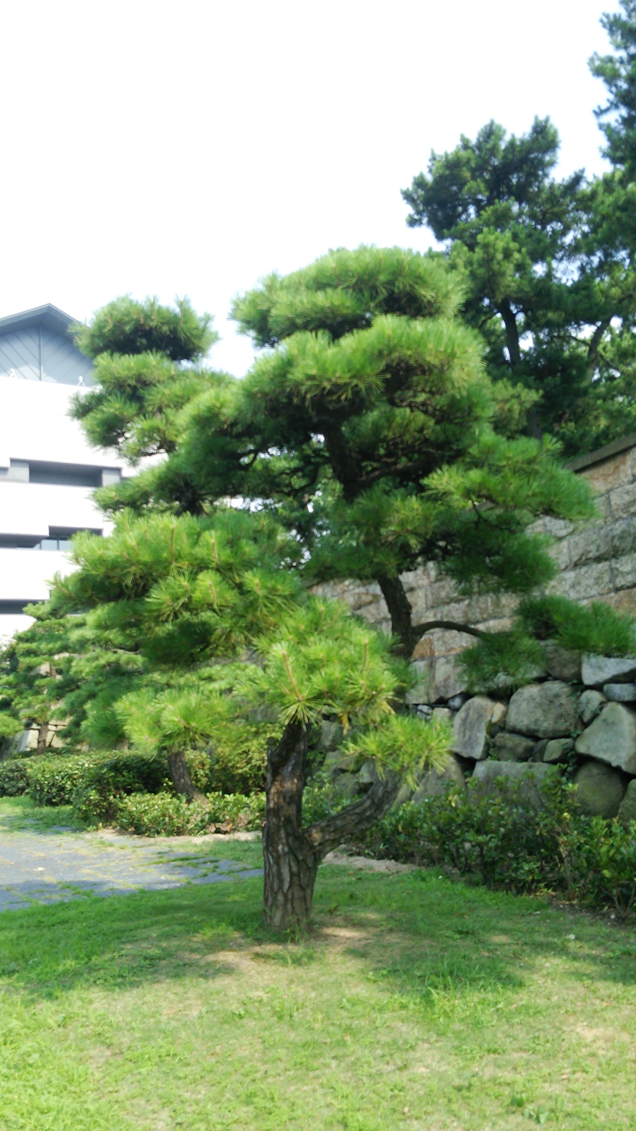 復縁祈願の法華経寺 神宮司龍峰電話相談不倫相談うつ病