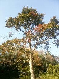 名古屋市守山区の水子供養 復縁祈願の法華経寺住職神宮司龍峰